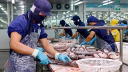 Xuất khẩu cá tra 10 tháng đạt trên 1,7 tỷ USD, năm 2024 có thể vượt 2 tỷ USD