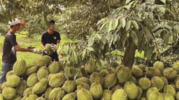 Bảo đảm an toàn thực phẩm, xuất khẩu rau quả sẽ lập kỷ lục 7,2 tỷ USD
