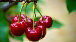 Cherry tràn ngập thị trường, giá chỉ từ 120.000 đồng/kg