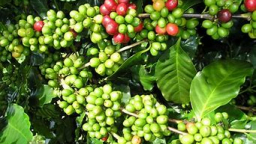 Chính sách thuế mới của Algeria mang lại cơ hội lớn cho cà phê Việt Nam