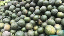 Giá cam sành chỉ còn 2.000 - 3.000 đồng/kg