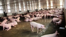 Ngành chăn nuôi và nông nghiệp lao đao vì rào cản quy định hợp quy