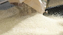 Nhật Bản cân nhắc tăng nhập khẩu gạo miễn thuế từ Mỹ