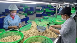 Xuất khẩu điều đạt gần 2,4 tỷ USD trong 6 tháng
