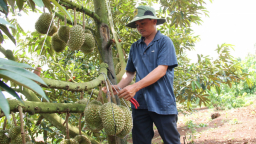 Tổng cục Thuế nói gì về thông tin 'truy thu thuế sầu riêng ở Đắk Lắk'?