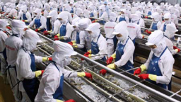 “Vua tôm” Minh Phú thoát thuế chống bán phá giá