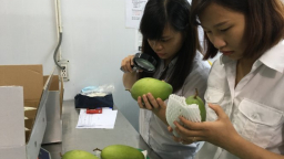 Rau quả ruộng đồng Việt xuất khẩu đã vượt dầu thô
