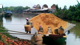 Người trồng lúa sắp có 240 triệu USD từ việc bán trấu