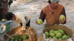 Xoài nhập lậu tăng mạnh do... vướng quy định kiểm dịch thực vật