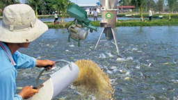 Phân loại máy ép sản xuất thức ăn chăn nuôi