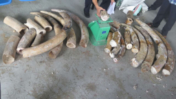 Lại phát hiện hơn 500 kg ngà voi giấu trong gỗ nhập khẩu