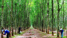 Đình chỉ chế độ ưu tiên đối với Tập đoàn công nghiệp cao su Việt Nam