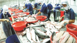Cá tra và bài học đắt giá về truyền thông