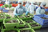 Ngành tôm loay hoay trước mục tiêu xuất khẩu 10 tỷ USD