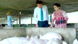 Cơ cấu lại thời hạn trả nợ cho khách hàng vay chăn nuôi lợn