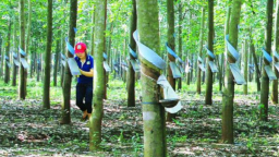 Công ty nông nghiệp của Bầu Đức giảm lãi trăm tỷ sau kiểm toán