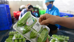 Tem truy xuất rau: Mạnh ai nấy dán