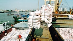 Xuất khẩu gạo có thể rơi vào khủng hoảng