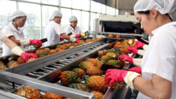Tháng 5 xuất khẩu nông, lâm, thuỷ sản cán mốc 2,8 tỷ USD