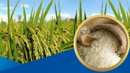 Chiến lược phát triển thị trường xuất khẩu gạo