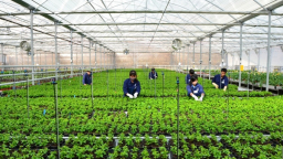 Lãi suất cho vay nông nghiệp công nghệ cao: Doanh nghiệp muốn giảm thêm nhưng không dễ