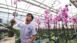 Đầu tư vào nông nghiệp loay hoay trong giấc mơ ngàn tỷ