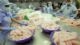 Xuất khẩu cá tra đang gặp khó