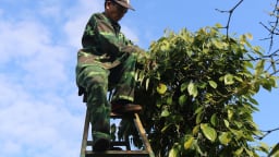 Thương lái Trung Quốc lũng đoạn thị trường hồ tiêu Việt