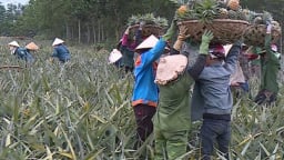 Giá dứa xuống thấp kỷ lục, người nông dân để dứa chín thối ngoài đồng