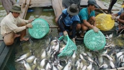 Cửa vào thị trường Mỹ ngày càng hẹp