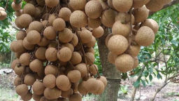 3.000 đồng/kg người trồng nhãn Hưng Yên chán chẳng buồn bẻ