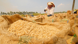 Vinafood 2 ký hợp đồng bán gạo tỉ đô cho Philippin