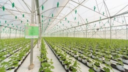 Tín dụng nông nghiệp, nông thôn: Nâng hạn mức cho vay