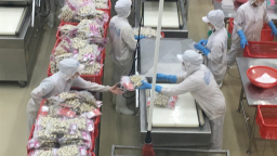 Nghêu và tre được hỗ trợ phát triển bền vững