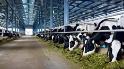 Vinamilk chốt quyền tạm ứng cổ tức 10%