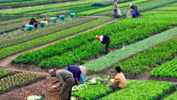 Phát triển thị trường đất nông nghiệp: Tích tụ chậm, thiếu bàn đạp