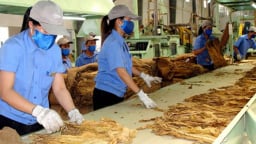 Dự kiến năm 2019 nhập 56.284 tấn thuốc lá nguyên liệu