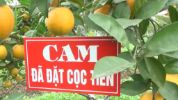 Cam “tiến Vua” 100 ngàn/quả: Khắp Thành Vinh có tiền mua không nổi