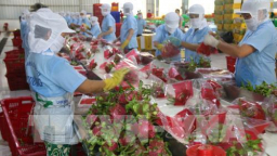 Xuất khẩu rau quả hướng tới mục tiêu đạt kim ngạch 4,2 tỷ USD