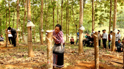 Góp đất trồng cao su: Giảm thu nhập, thiếu bền vững