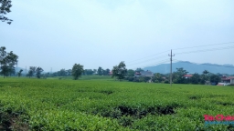 Phú Thọ: Công ty Chè Phú Đa không hợp tác quản lý đất đai