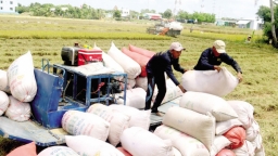 Việt Nam vững ngôi đầu thế giới về xuất khẩu gạo