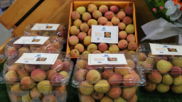 Australia: Vải Việt Nam được đấu giá lên tới 53 triệu đồng/kg