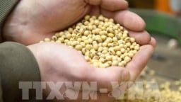 Thị trường nông sản Mỹ tuần qua: Biến động trái chiều
