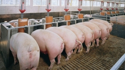 Mỗi năm sẽ có 29-30 triệu con lợn phục vụ nhu cầu của thị trường