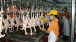 Kiến nghị chưa giảm thuế nhập khẩu gia cầm