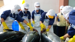 Tồn kho lớn, xuất khẩu cá ngừ sẽ tăng chậm