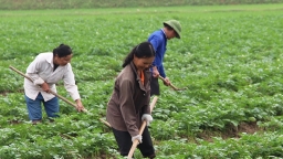 Thanh Hóa: Tập trung xây dựng vùng sản xuất nông nghiệp