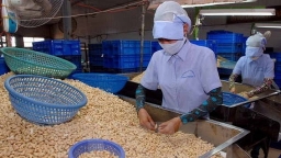 Buôn lậu hơn 900 tấn hạt điều, một doanh nghiệp ở Bình Phước bị khởi tố