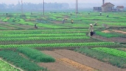 Ủy ban Tài chính - Ngân sách: Đồng ý miễn thuế sử dụng đất nông nghiệp đến năm 2025